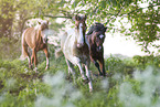 Ponies