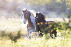 Ponies