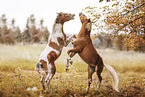 Ponies