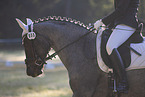 Pony