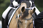 Pony