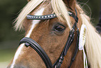 Pony