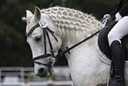 Pony