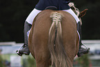Pony
