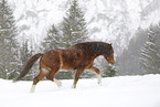 Pony