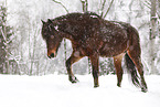 Pony
