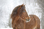 Pony