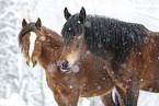 Ponies