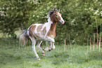 Pony