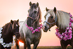 Ponys