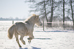 Pony