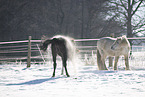 Pony