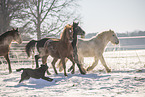 Pony