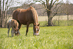 foal