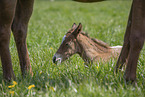 foal