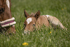 foal