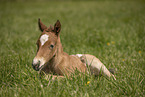 foal