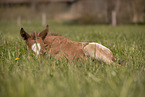 foal