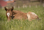 foal