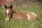 foal