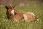foal