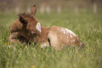 foal