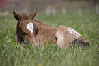 foal