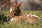 foal