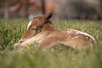 foal