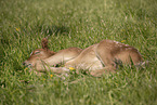 foal