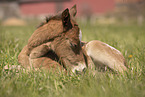 foal