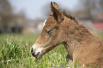 foal