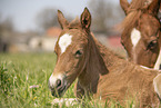 foal