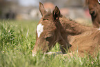 foal