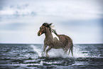 Pony