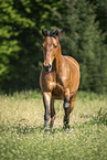 Pony in maedow