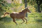 Pony in maedow