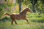Pony in maedow