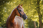 Pony