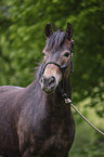 Pony