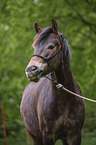 Pony