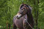 Pony