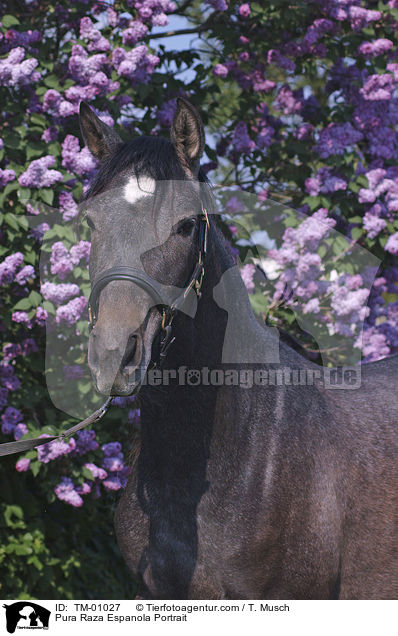 Pura Raza Espanola Portrait / TM-01027