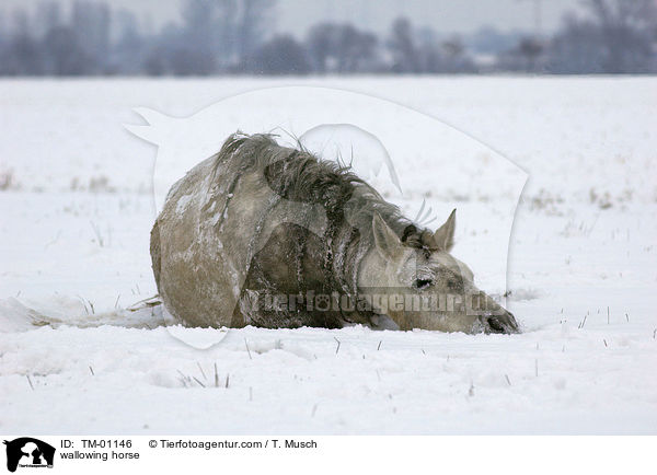 wallowing horse / TM-01146