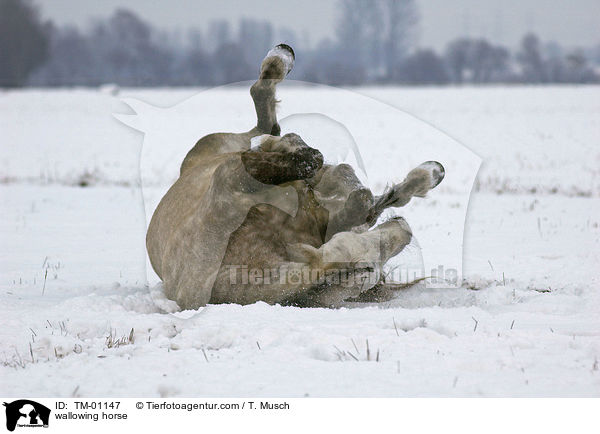 wallowing horse / TM-01147
