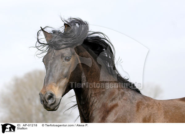 Pura Raza Espanola Hengst / Stallion / AP-01218