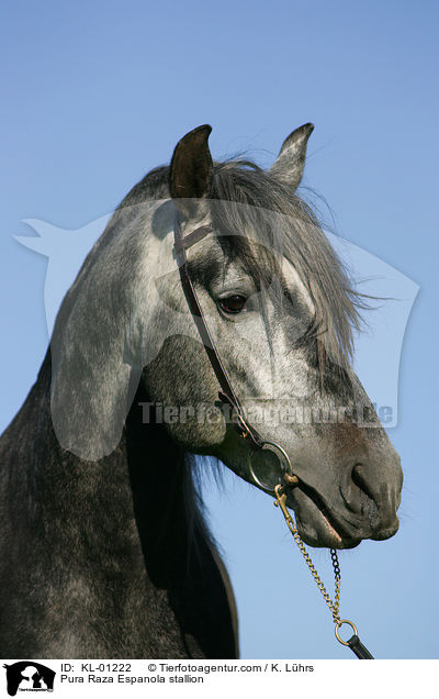Pura Raza Espanola Hengst / Pura Raza Espanola stallion / KL-01222