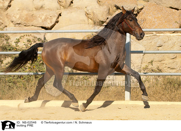 trabendes Pura Raza Espanola / trotting PRE / NS-02546
