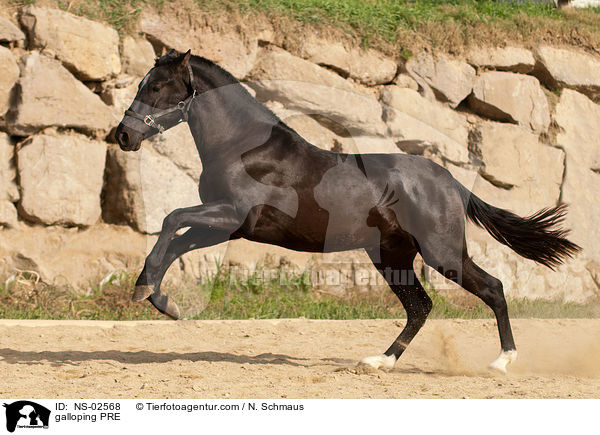 galoppierendes Pura Raza Espanola / galloping PRE / NS-02568