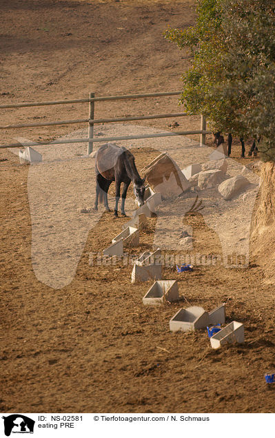 fressendes Pura Raza Espanola / eating PRE / NS-02581
